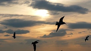 日落天空中的 海鸥