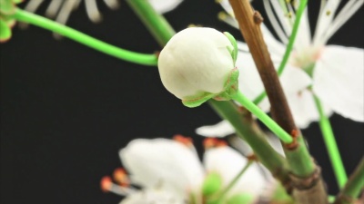 樱花盛开高清