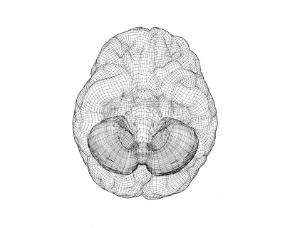 三维图形,绘画插图,接线框,正下方视角,矢量,脑部,数字化显示,有序,半球体,背景分离