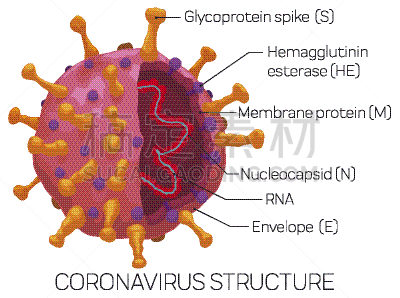 日冕形病毒,信息图表,代表,建筑结构,微生物学,健康保健,生物灾害标志,信封,严重急性呼吸综合症,病原