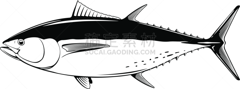 黑白图片,活力,寿司,清新,渔业,背景分离,热带气候,食品,野生动物