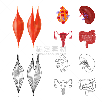生物学,科学,品牌名称,静脉滴注,健康保健,植物群,空肠,顺序,人类消化系统,研究