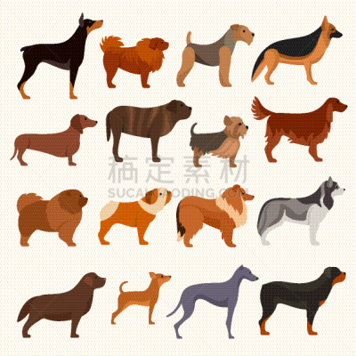 狗,矢量,绘画插图,纯种犬,背景分离,美国无毛猎狐犬,灰猎犬,哈巴狗,动物群,波士顿猎犬