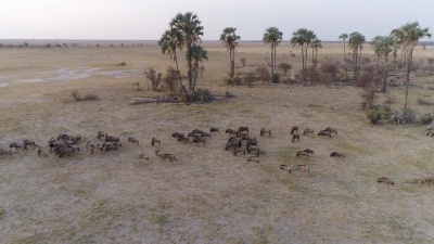 鸟瞰一群以棕榈树为背景的牛羚群，博茨瓦纳，Makgadikgadi Pans