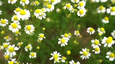 白色雏菊或甘菊