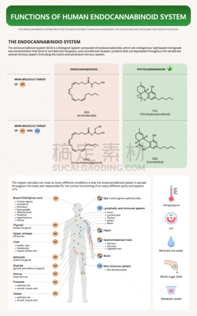 信息图表,人,教科书,会议,顺序,脂肪细胞,植物,香熏油,心血管系统