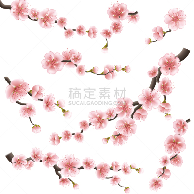 樱桃,枝,日本,樱之花,数字10,分离着色,白色,亚洲,布置