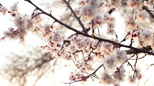 夕阳下盛开的树。春天公园的树上开着白色的花。春园