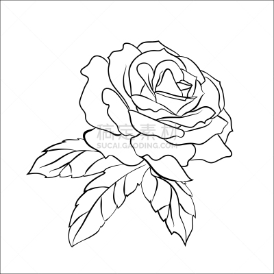 玫瑰,草图,白色背景,华丽的,一个物体,背景分离,热情,装饰菜,植物,复兴时期风格