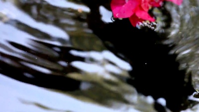 流动水中的丁香花