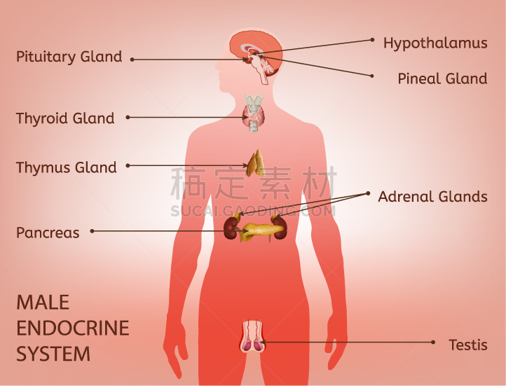 图像,内分泌系统,甲状腺,生物学,健康保健,人,分泌细胞,图表,男人