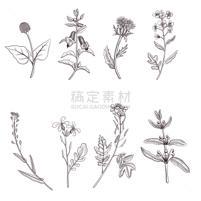 绘画插图,矢量,植物群,蔬菜,草红花,苍术,藏红花,滴瓶,芥末,复古风格