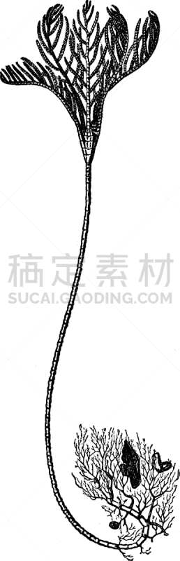海百合类,白色,矢量,图像,雕刻图像,黑色,复古