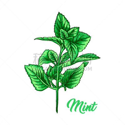 绿色,分离着色,草本,枝,化妆舞会服,动物手,薄荷,茶树,芳香的,瘦身