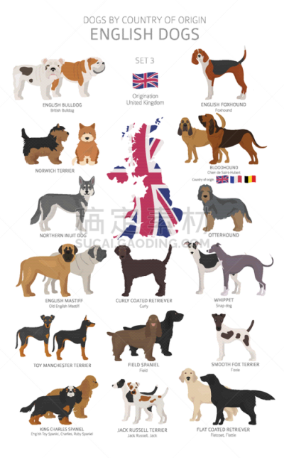 狗,英格兰,非都市风光,起源,可爱的,纯种犬,牧羊犬,查尔斯王犬,图表