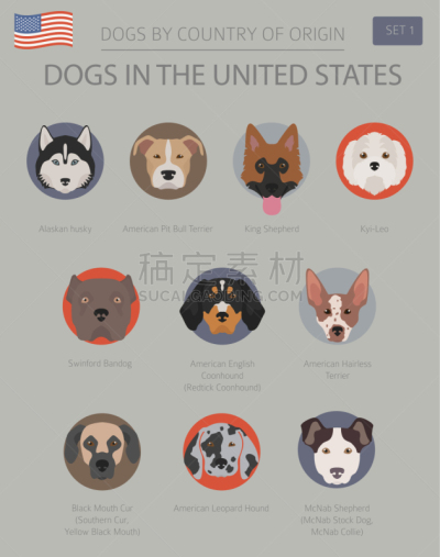 狗,美国,美国狗,宠物,纯种犬,牧羊犬,鼠猎犬,动物,美国比特斗牛犬,猎狐犬
