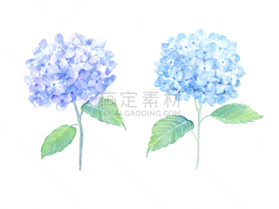 八仙花属,绘画插图,水彩画,水彩画颜料,清新,柔和色,植物,布置,花