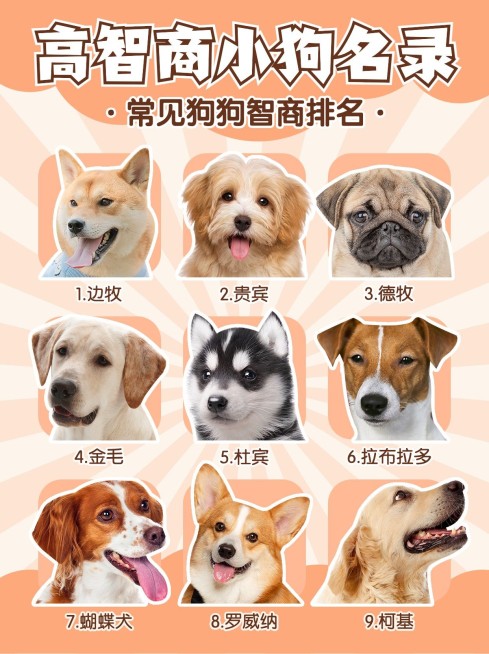 宠物狗狗智商排名知识科普宠物抠图小红书配图预览效果