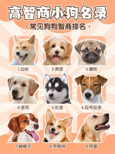 宠物狗狗智商排名知识科普宠物抠图小红书配图