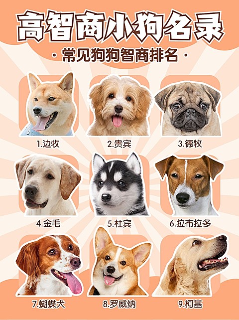 宠物狗狗智商排名知识科普宠物抠图小红书配图