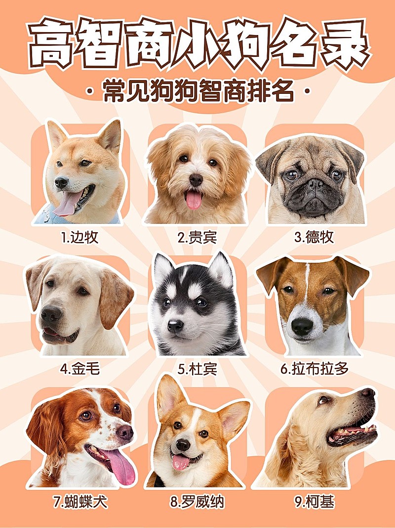 宠物狗狗智商排名知识科普宠物抠图小红书配图