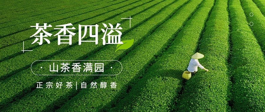 茶叶营销卖货宣传公众号首图公众号推文封面预览效果