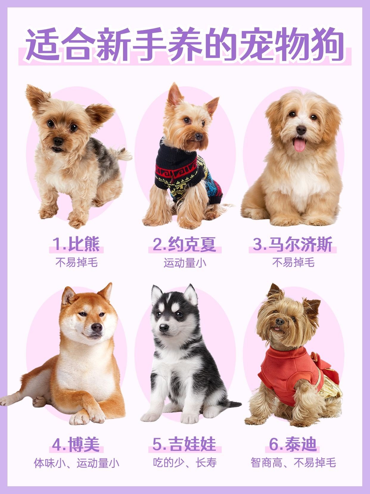 宠物狗狗品种知识科普宠物抠图小红书配图_图片模板素材-稿定设计