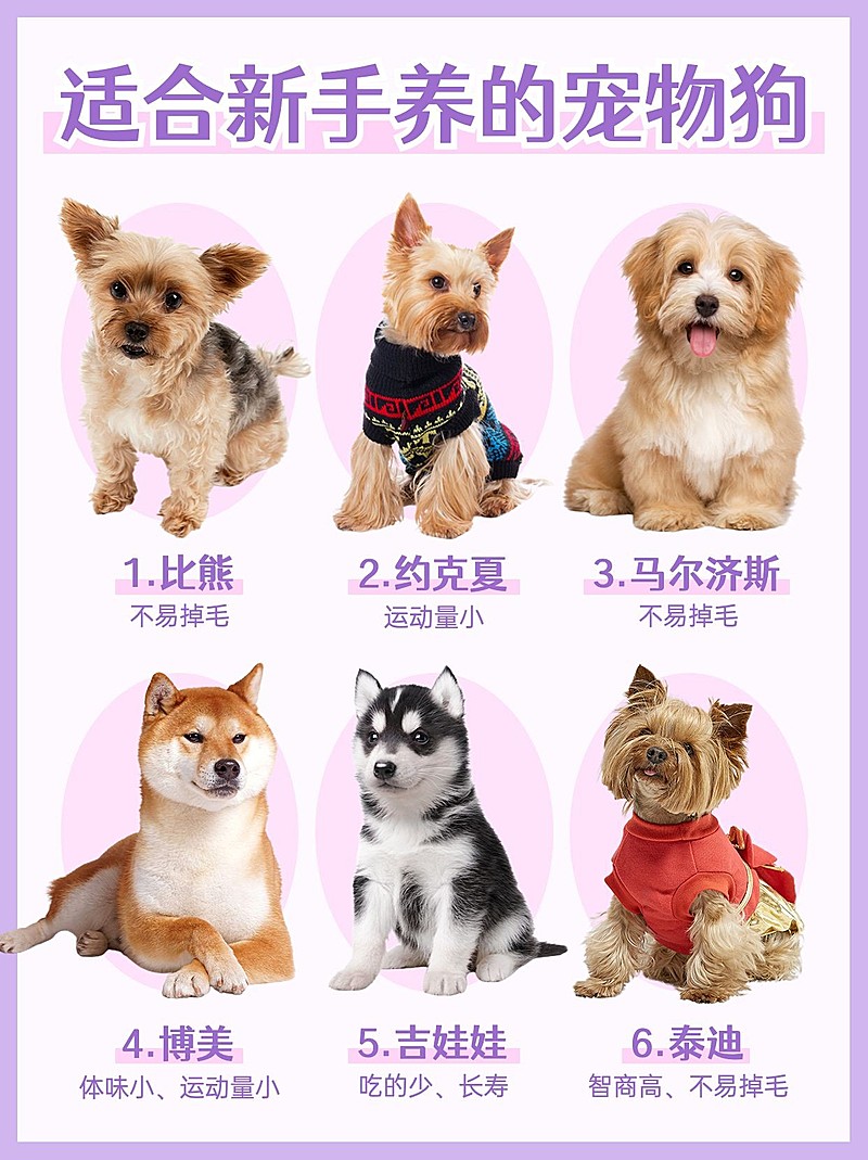 宠物狗狗品种知识科普宠物抠图小红书配图