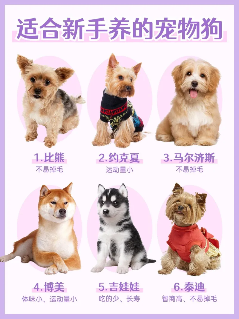 宠物狗狗智商排名知识科普宠物抠图小红书配图_图片模板素材-稿定设计