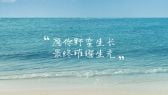 模板缩略图