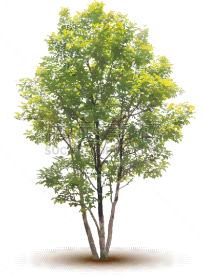 分离着色,自然,图像,植物群,枝,枝繁叶茂,巨大的,自然美,叶子,树