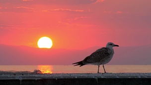 日落时分在海边孤单的海鸥