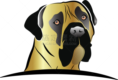 品牌名称,獒,动物头,可爱的,纯种犬,梗犬,肖像,狗,巴哥犬,英格兰