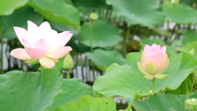 湖中的睡莲。
