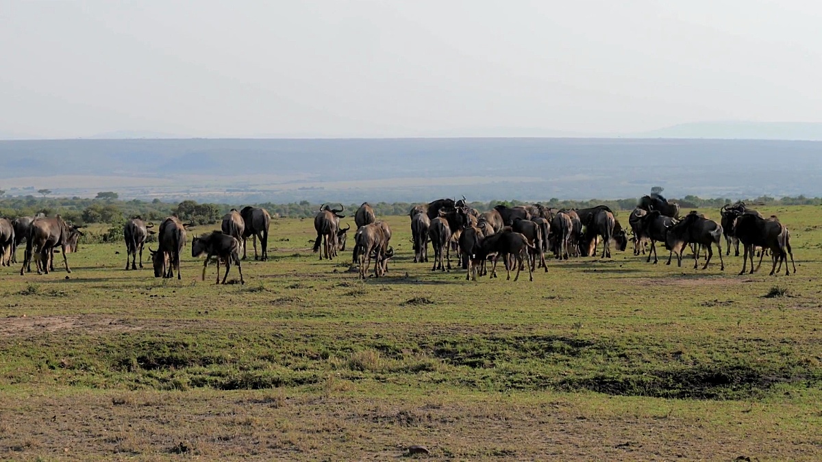 放牧 放牧图片 放牧素材下载 稿定素材