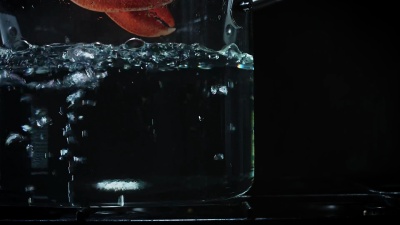 龙虾玻璃锅 沸水