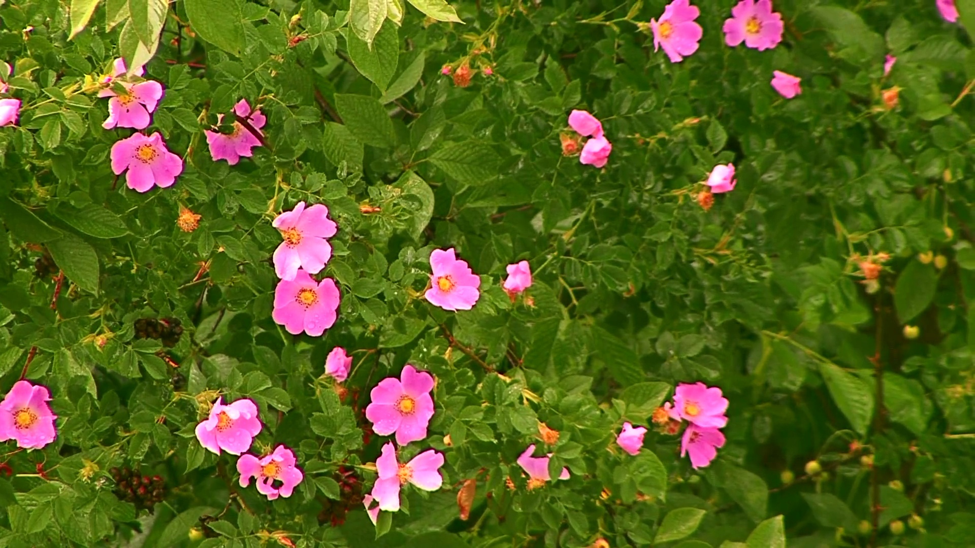 雨中的花