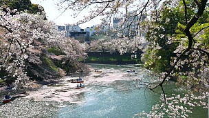 人们在日本庆祝樱花
