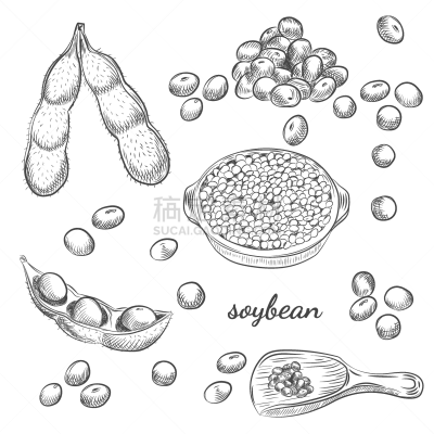 草图,白色,大豆,碗,豌豆荚,插画,生物学,农业,蔬菜,绘制