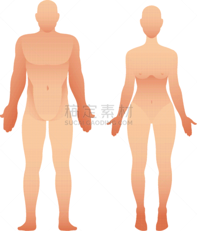 女人,男人,矢量,正面视角,生物学,健康保健,背景分离,背面视角,绘画插图
