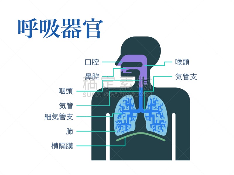 简单,绘画插图,日本,呼吸系统,品牌名称,部分,鼻腔,背景分离,日语