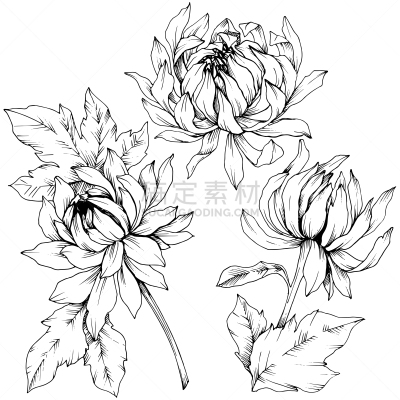 绘画插图,雕刻图像,菊花,艺术,矢量,墨水,植物学,黑白图片,分离着色,花