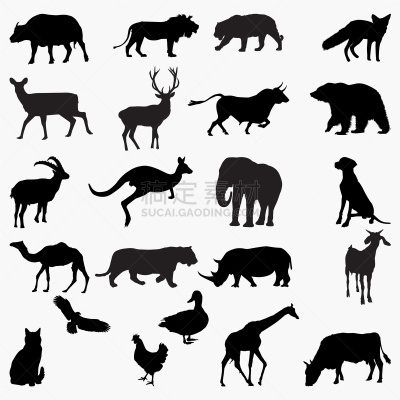 图像,动物,分离着色,可爱的,猫头鹰,哺乳纲,犀牛,鸟类,孔雀,收集