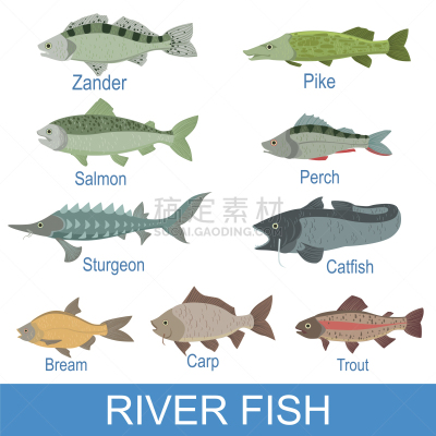 河流,鱼类,石片,品牌名称,背的，脊的,信息图表,清新,食品,简单,图像
