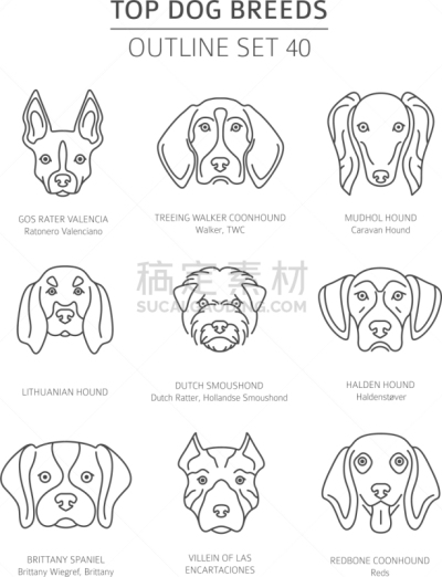 轮廓,宠物,狗,猎犬,分离着色,布列塔尼,纯种犬,梗犬,直的,收集