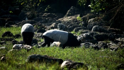 马来亚绦虫(Tapirus Dicus)，也称亚洲绦虫。野生动物。