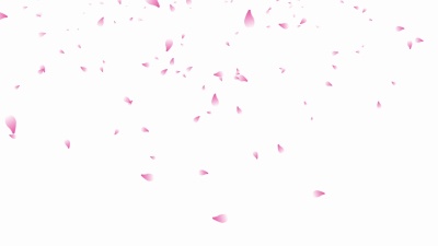 樱花花瓣飘落白色背景