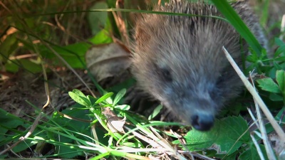 自然界中的甜刺猬。欧洲刺猬(Erinaceus Europaeus)在花园里觅食。刺猬生活在林地，农田和郊区