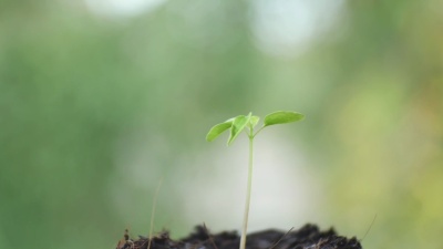 绿色植物。