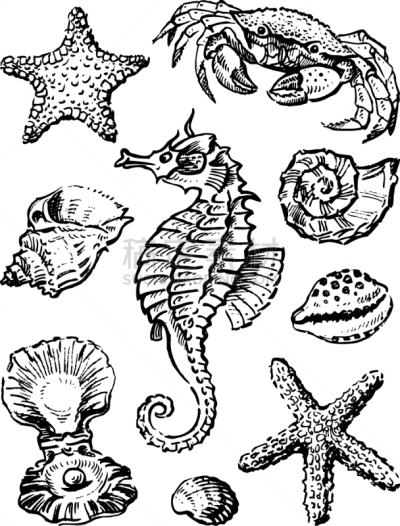 海洋生命,轮廓,矢量,贝壳,图像,草图,海洋,海星,海马,动物